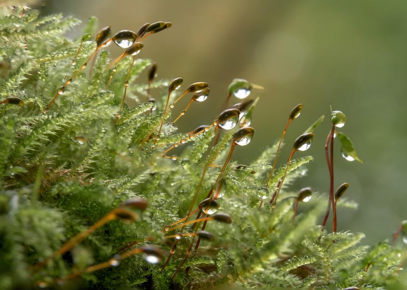 Moss and Fairy Figurines